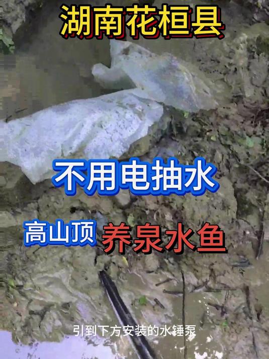 湖南花桓县粉丝用水锤泵把山泉抽到几十米高的山顶养殖泉水鱼