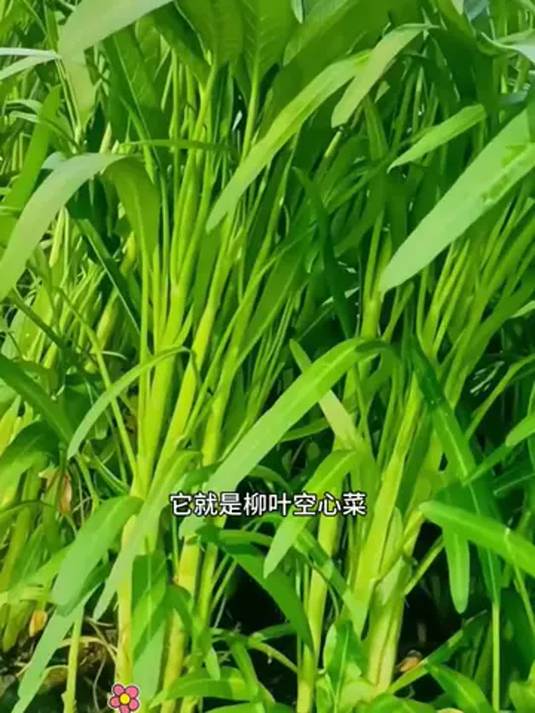 想种空心菜?柳叶空心菜种子助您轻松大丰收