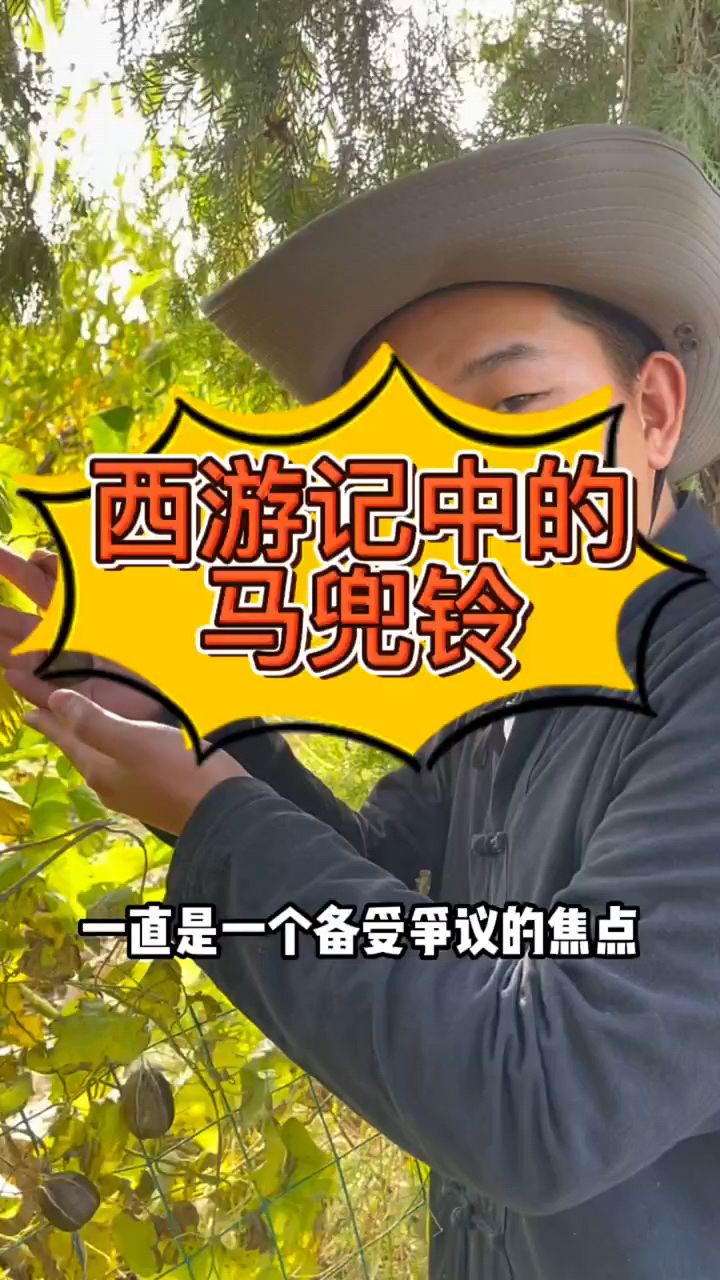 西游记中的马兜铃,你知道是什么吗?