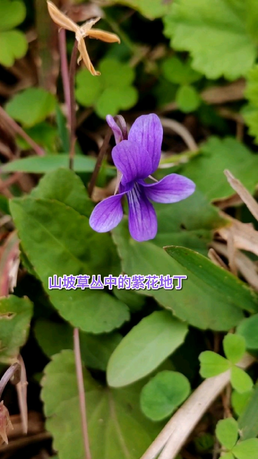 秋冬时节,山坡草丛中的紫花地丁,开着小花,紫花地丁是野菜,也是草药