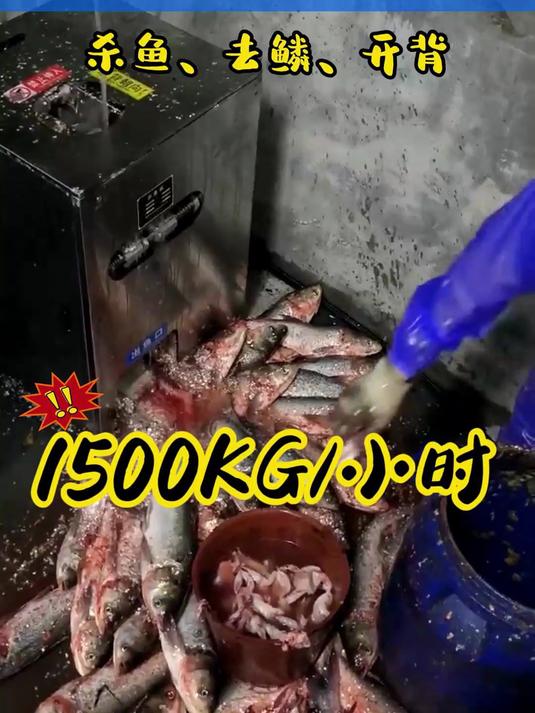全自动杀鱼机,真香!这是客户购买后加工实拍 全自动杀鱼机