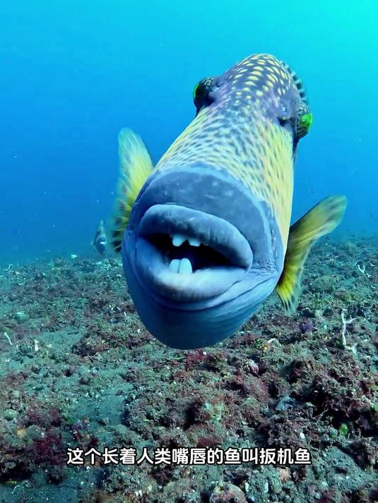 你见过长着人类嘴唇的鱼吗