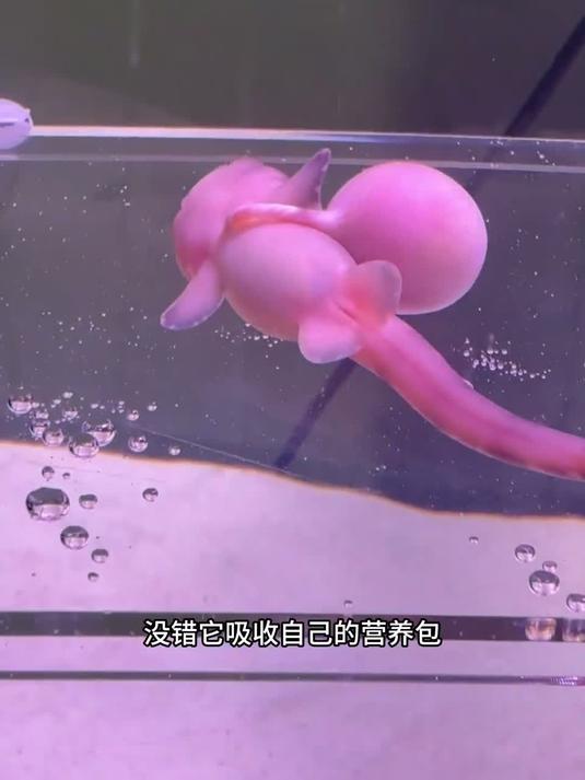 小鲨鱼终于进化成功