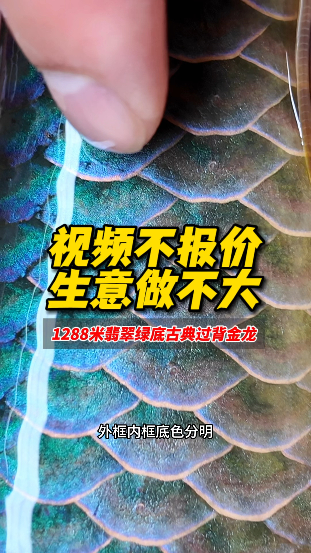 俗话说:视频不报价,生意做不大!今天推介一条翡翠绿底的古典过背金龙1288米!