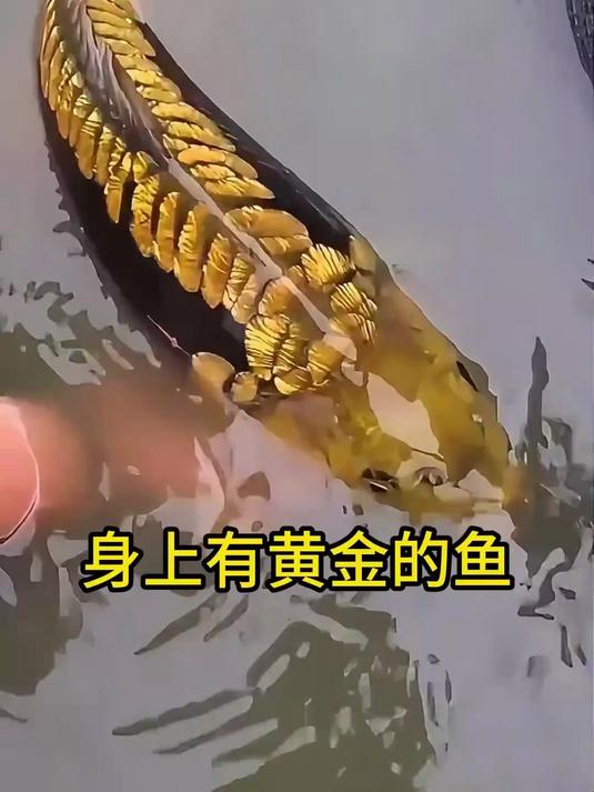 身上有黄金的鱼