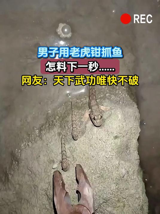 男子用老虎钳抓鱼,怎料下一秒……网友:天下武功唯快不破