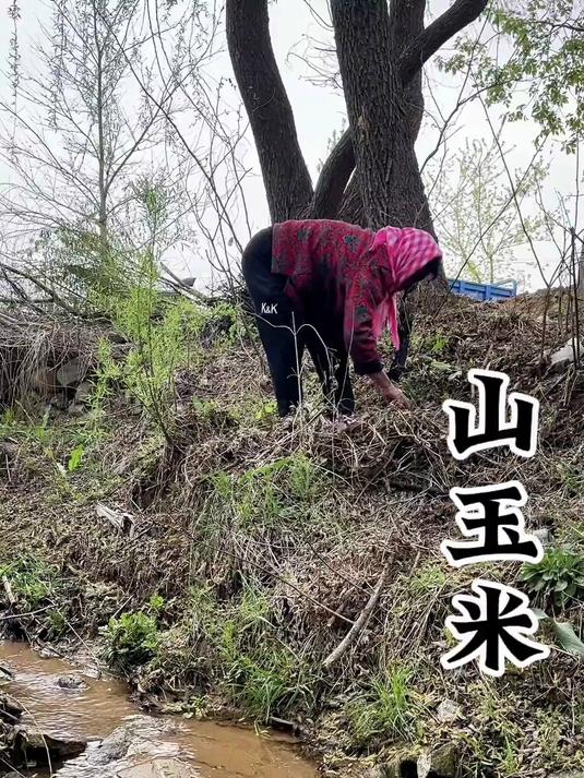 第一次吃山苞米～你们吃也苦吗#春日收藏家#