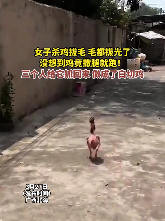 女子杀鸡拔毛,毛都拔光了,没想到鸡竟撒腿就跑!