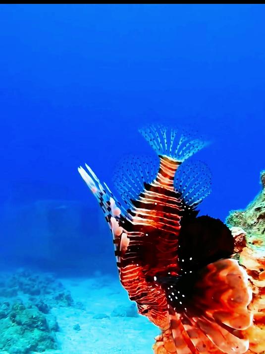 今天与你观赏深海鱼类系列来了