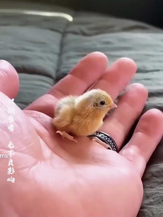 你有没有见过这么小的鸡呢,对比一下它和正常小鸡,我不说你肯定没发现它在哪里