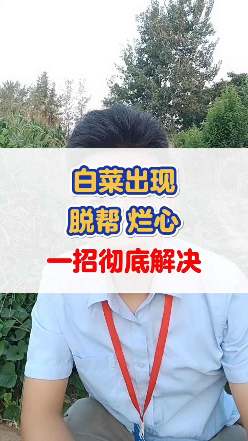 白菜出现脱帮烂心,一招彻底解决! #白菜种植 #大白菜的种植和管理 #农业种植