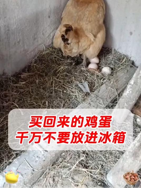 买回来的鸡蛋千万不要放冰箱,放了就大错特错了