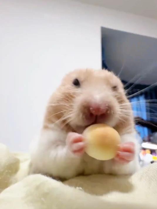 妈妈今天奖励我吃旺仔小馒头咯