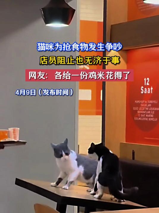 猫咪为抢食物发生争吵,店员阻止也无济于事,网友:各给一份鸡米花得了