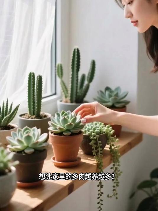 多肉植物繁殖教程