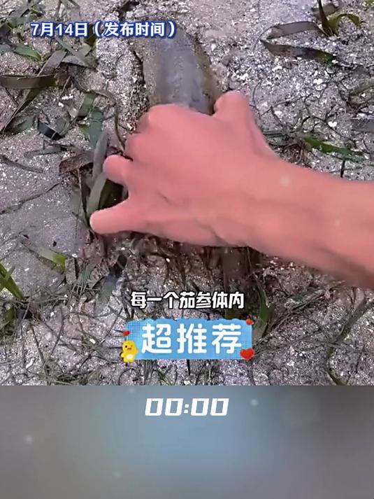 切开海参发现里面寄生着潜鱼,海参:为了看条鱼就要我命