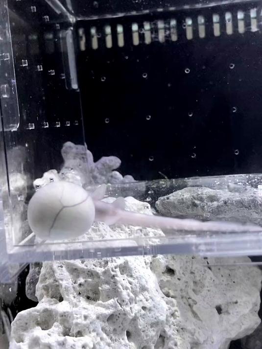 出了点小意外哈，没事儿问题不大，新鲨鱼马上到