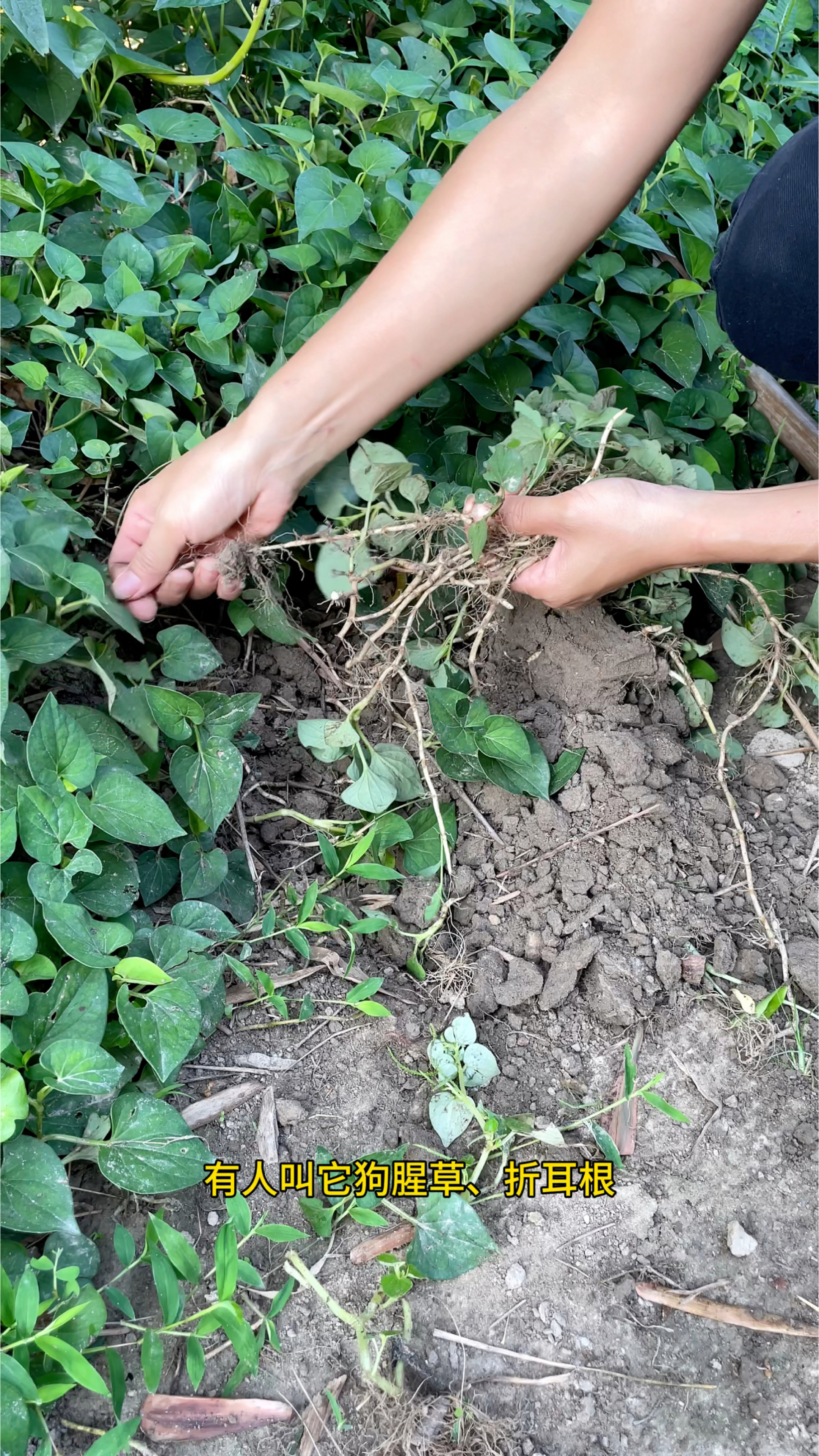 鱼腥草又叫折耳根,是一种很好的野菜,遇见采挖些回家