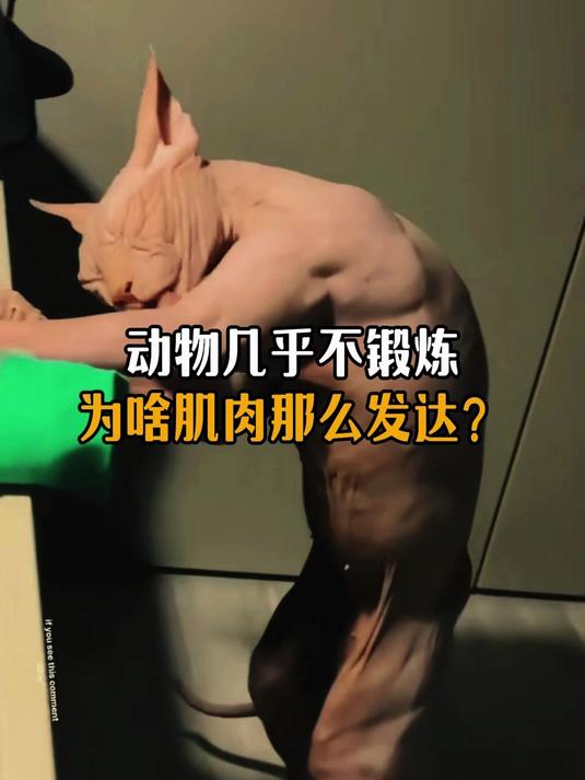 为什么动物几乎不锻炼肌肉还那么发达？