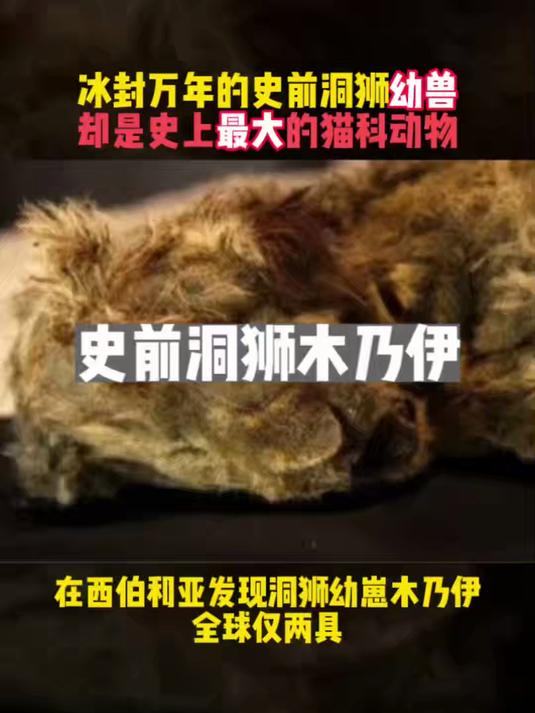 冰封万年的史前洞狮幼崽,却是史上最大的猫科动物