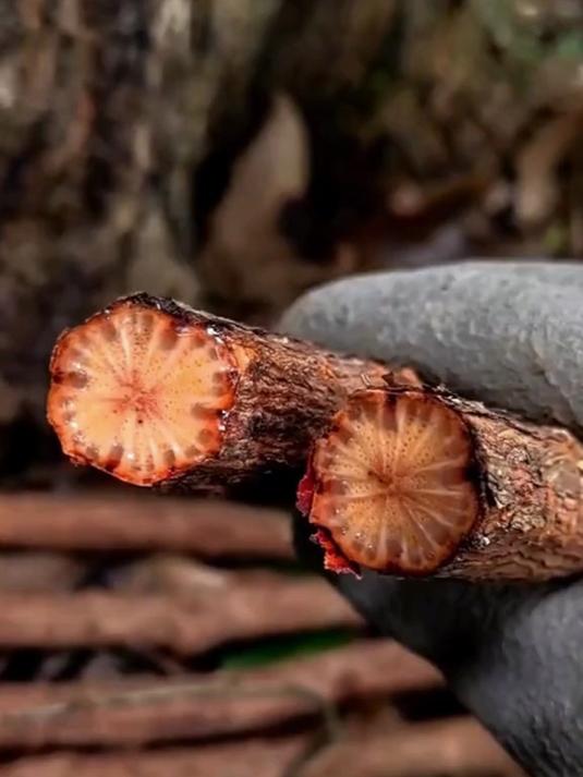 红藤养生茶有什么功效?红藤养生茶有多种功效,它能深度去堵塞