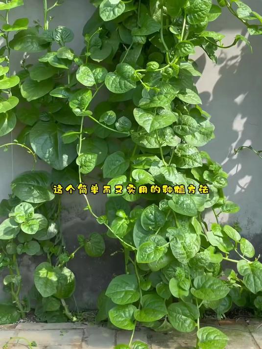 新手必种爆款菜,大叶木耳菜不挑土,出苗快口感赛菠菜
