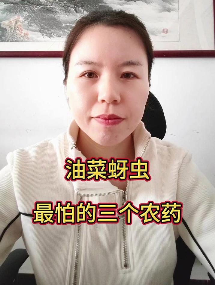 油菜蚜虫最怕的三个农药