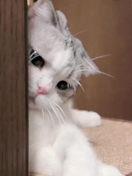 你摸小猫的头是真的爱小猫吗,还是任何小猫咪的头都想摸摸