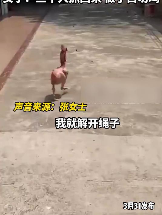 女子杀鸡鸡毛都拔光了,结果鸡竟“诈尸”意外逃出