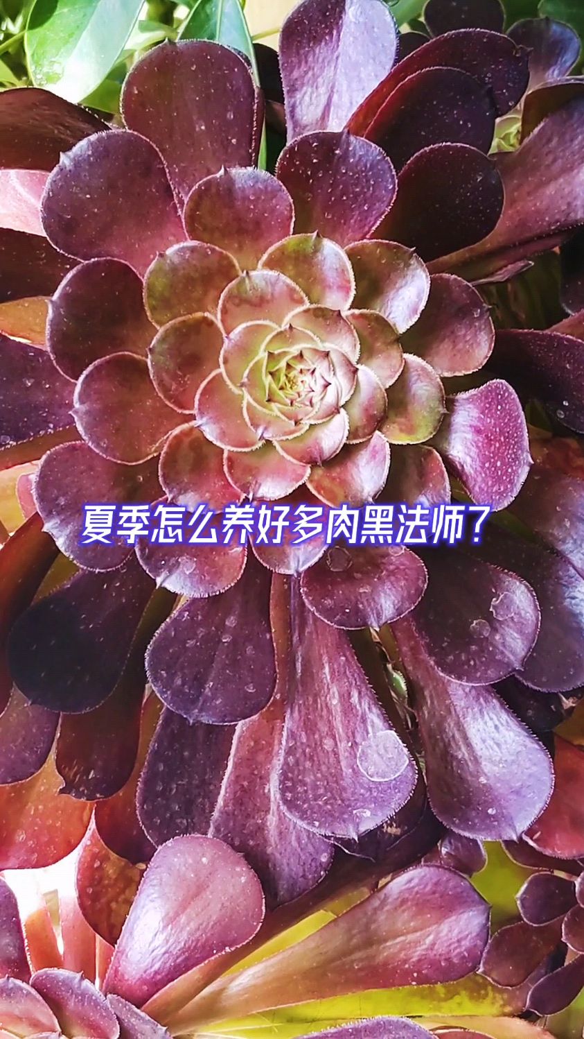 夏季怎么养好多肉黑法师?