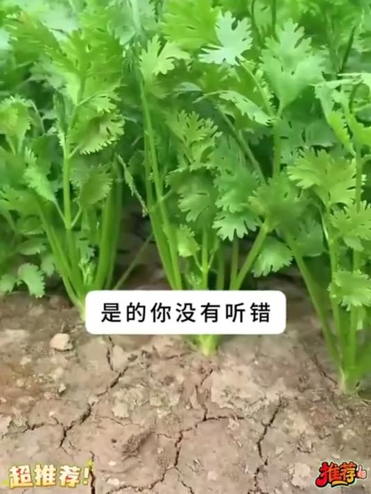 大叶香菜种子速生芫荽种籽 四季春秋天播种农家地栽阳台盆栽浓香蔬菜菜籽#阳台种香菜#