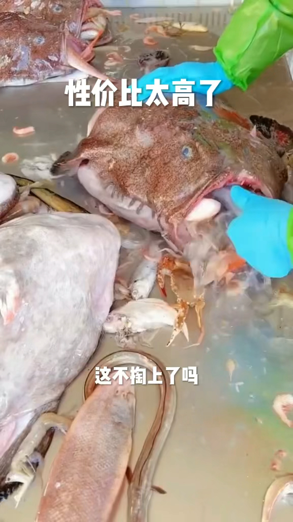 安康鱼真不错,像个百宝箱,就是不知道它肚子里面的东西能不能吃!