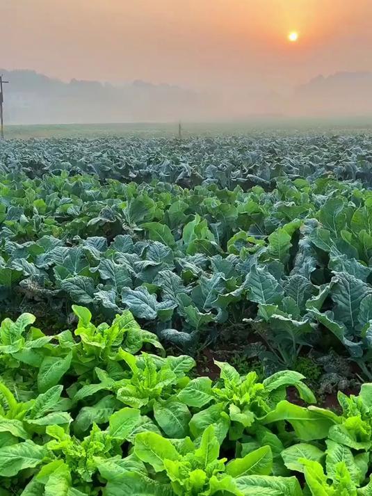 2025年蔬菜种植时间,不管你种不种菜都要知道