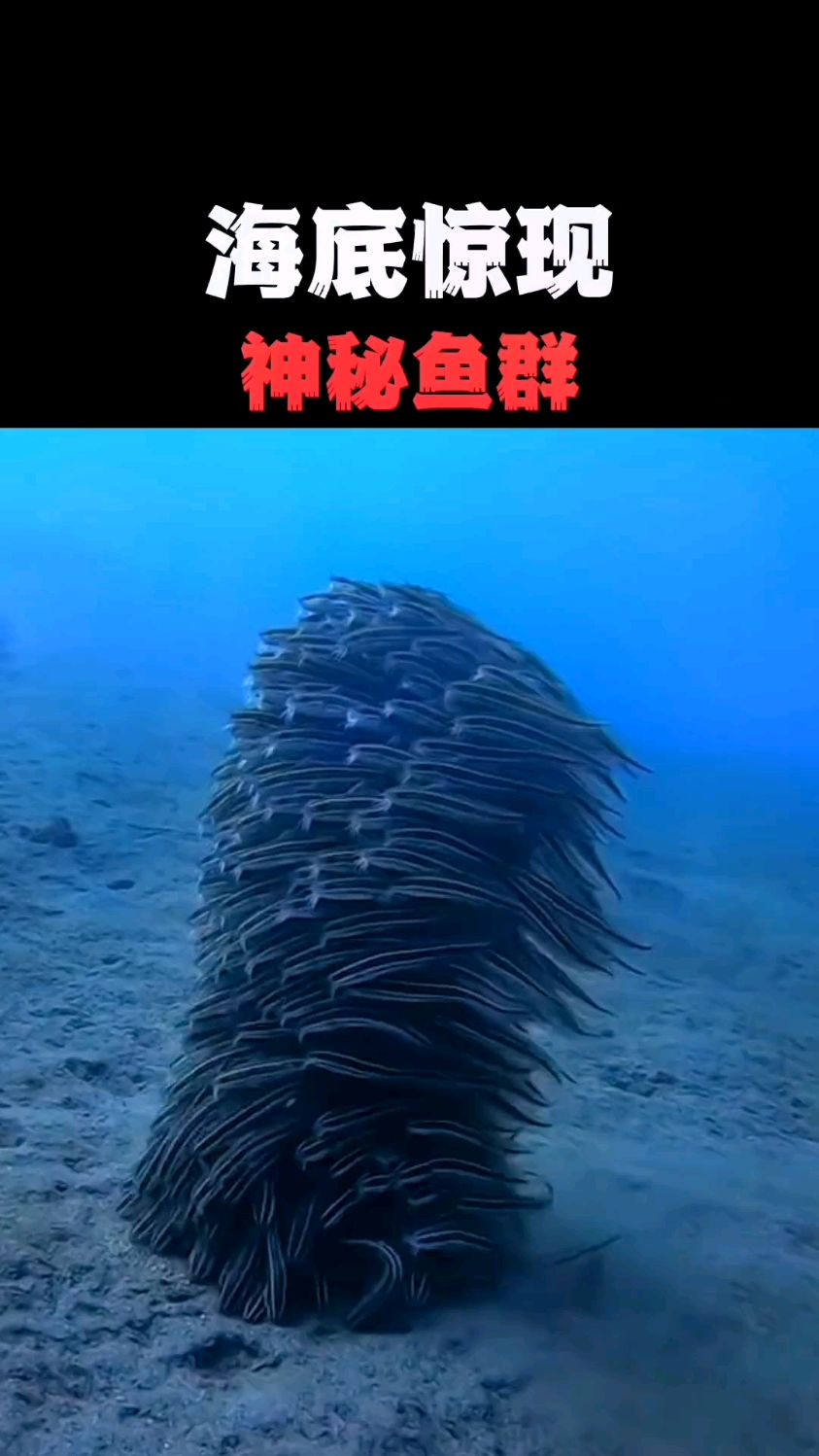 海底惊现神秘鱼群
