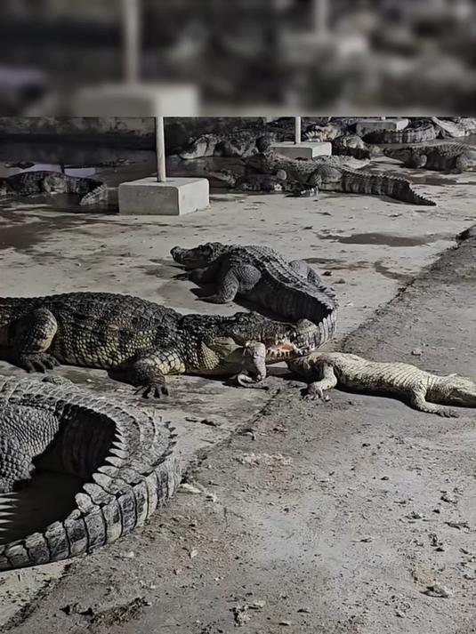 鳄鱼是冷血动物，吃孩子也是正常的吧！