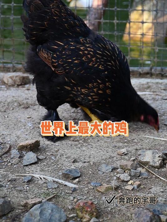 世界上最大的鸡