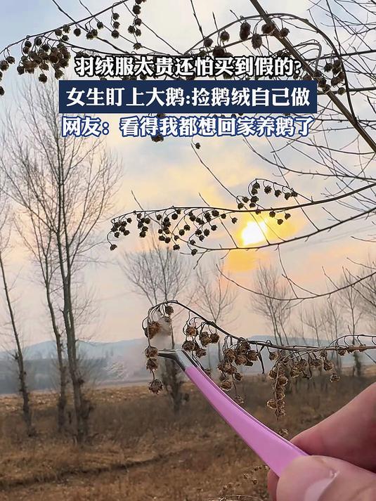 羽绒服太贵还怕买到假的?女生盯上了大鹅:捡来鹅绒自己做