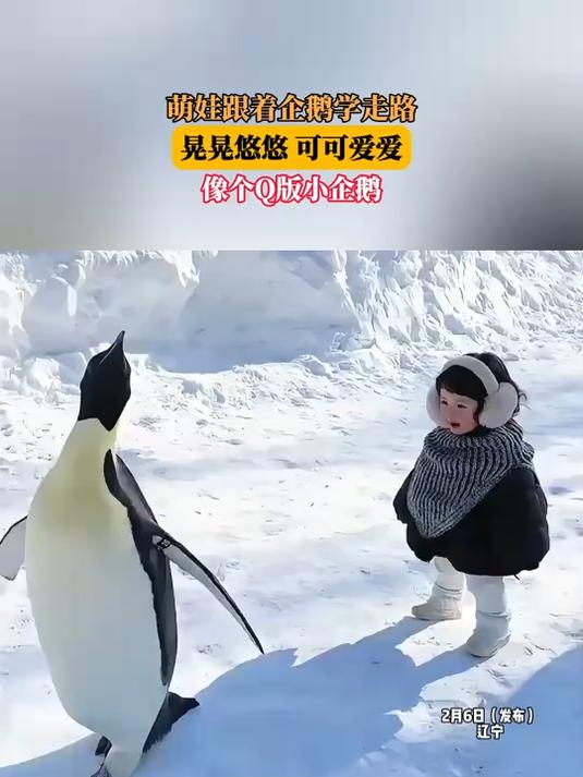 萌娃跟着企鹅学走路,晃晃悠悠,可可爱爱,像个Q版小企鹅
