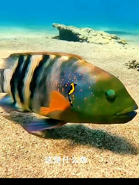 这些鱼类你认识几种