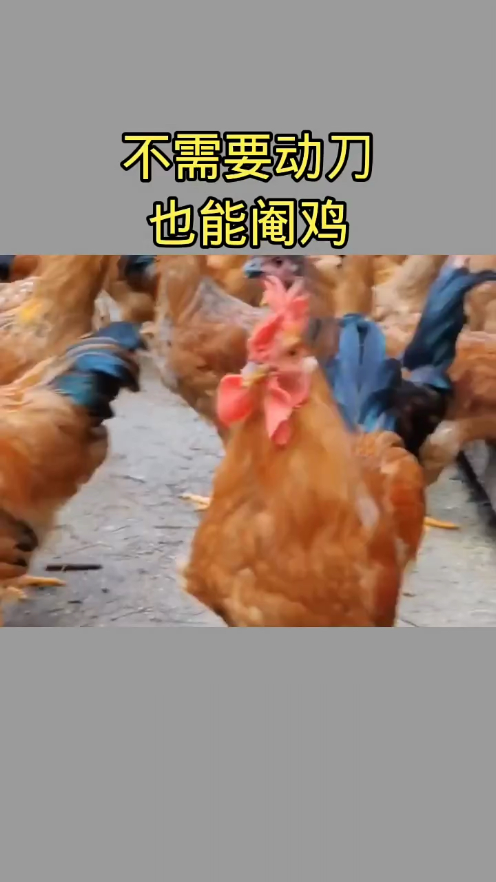 不用动刀也能阉鸡