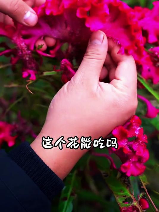 红艳艳的鸡冠花