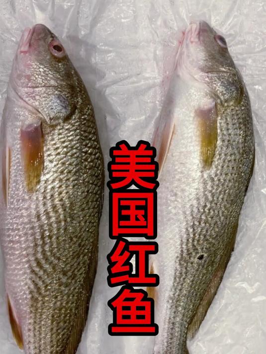 美国红鱼