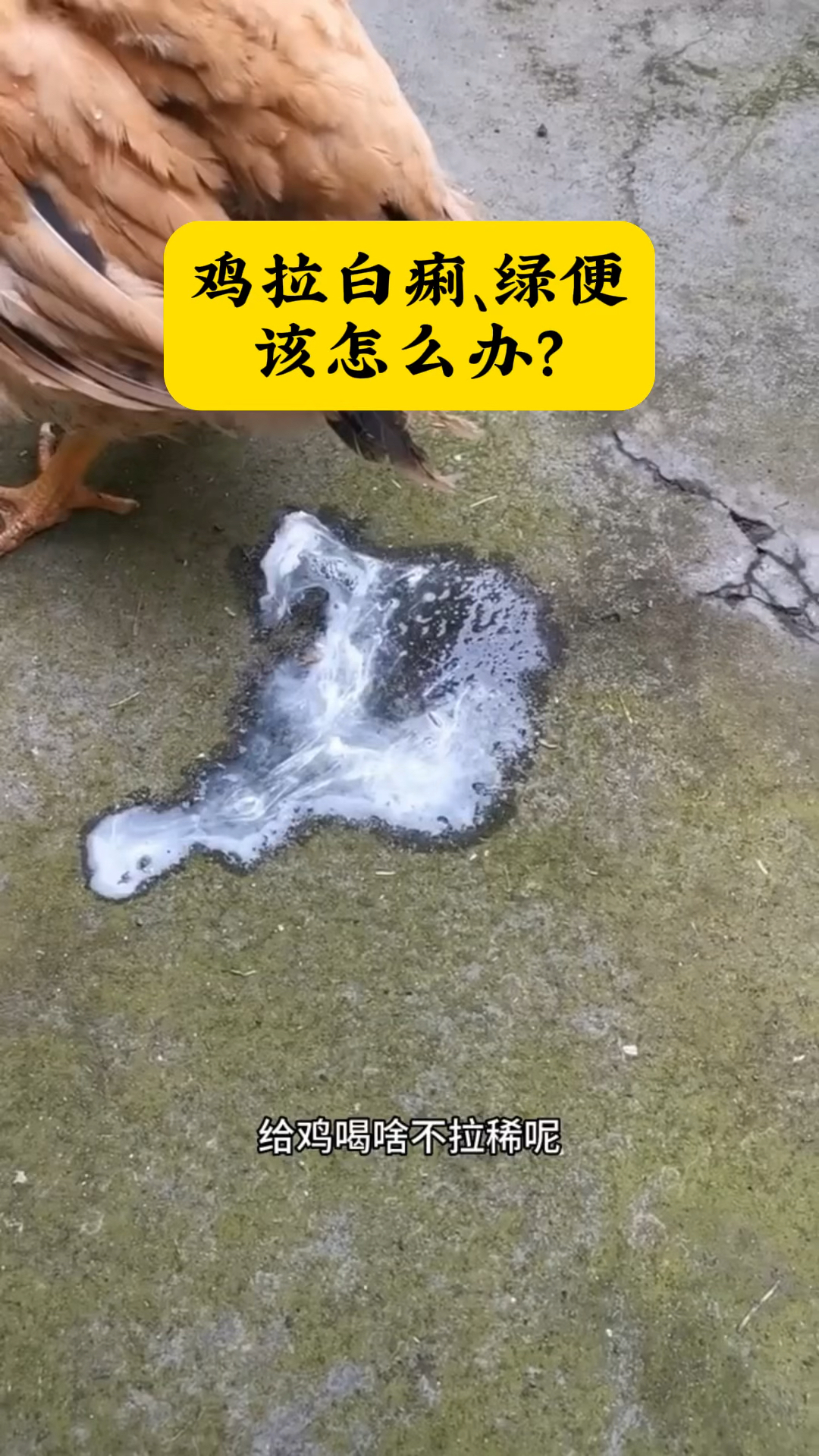 鸡拉白痢、绿便,该怎么办?