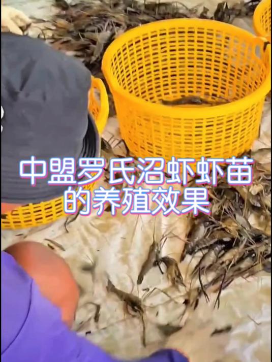 养殖利器！中盟罗氏沼虾虾苗的养殖效果，为何如此棒？