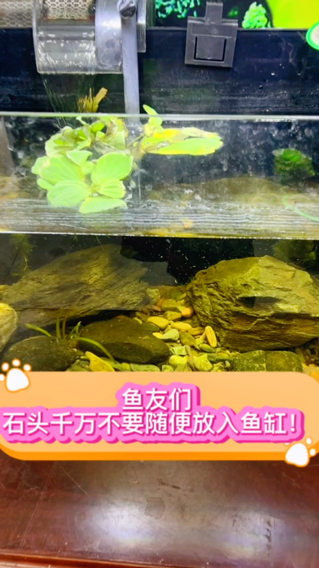 你千万别把石头随意放入鱼缸,鱼会闹腾,这个方式你可以试试#水族 #原生缸 #观赏鱼