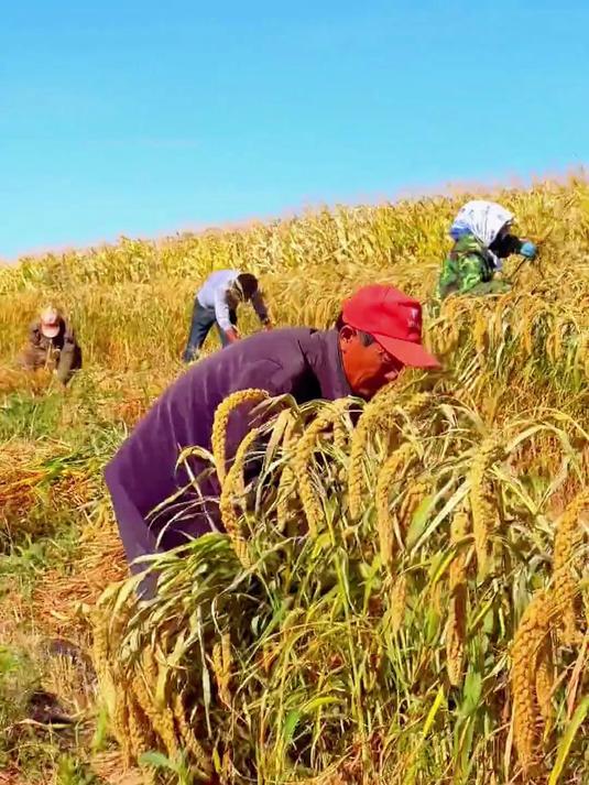 敖汉小米黄金粥,术后恢复营养餐,温和滋补好吸收