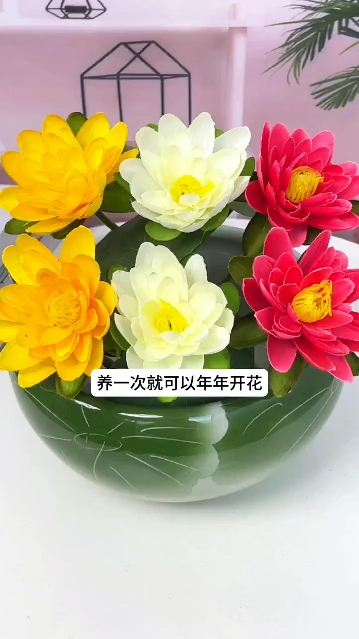 别看它长的丑,开花非常好看,给水就能存活,不挑环境和水质 #花卉绿植 #水培植物