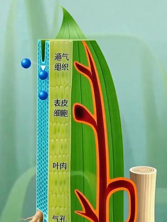 水稻叶片内部结构