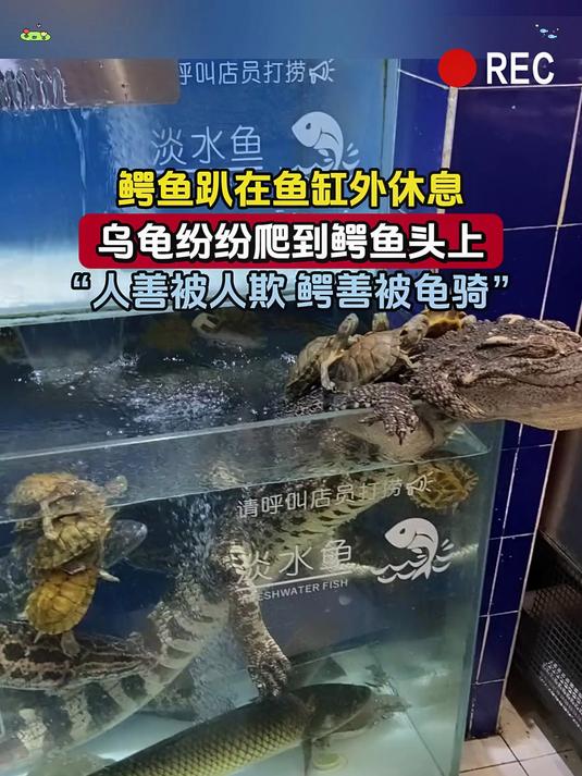 鳄鱼趴在鱼缸外休息,乌龟纷纷爬到鳄鱼头上,“人善被人欺 鳄善被龟骑”