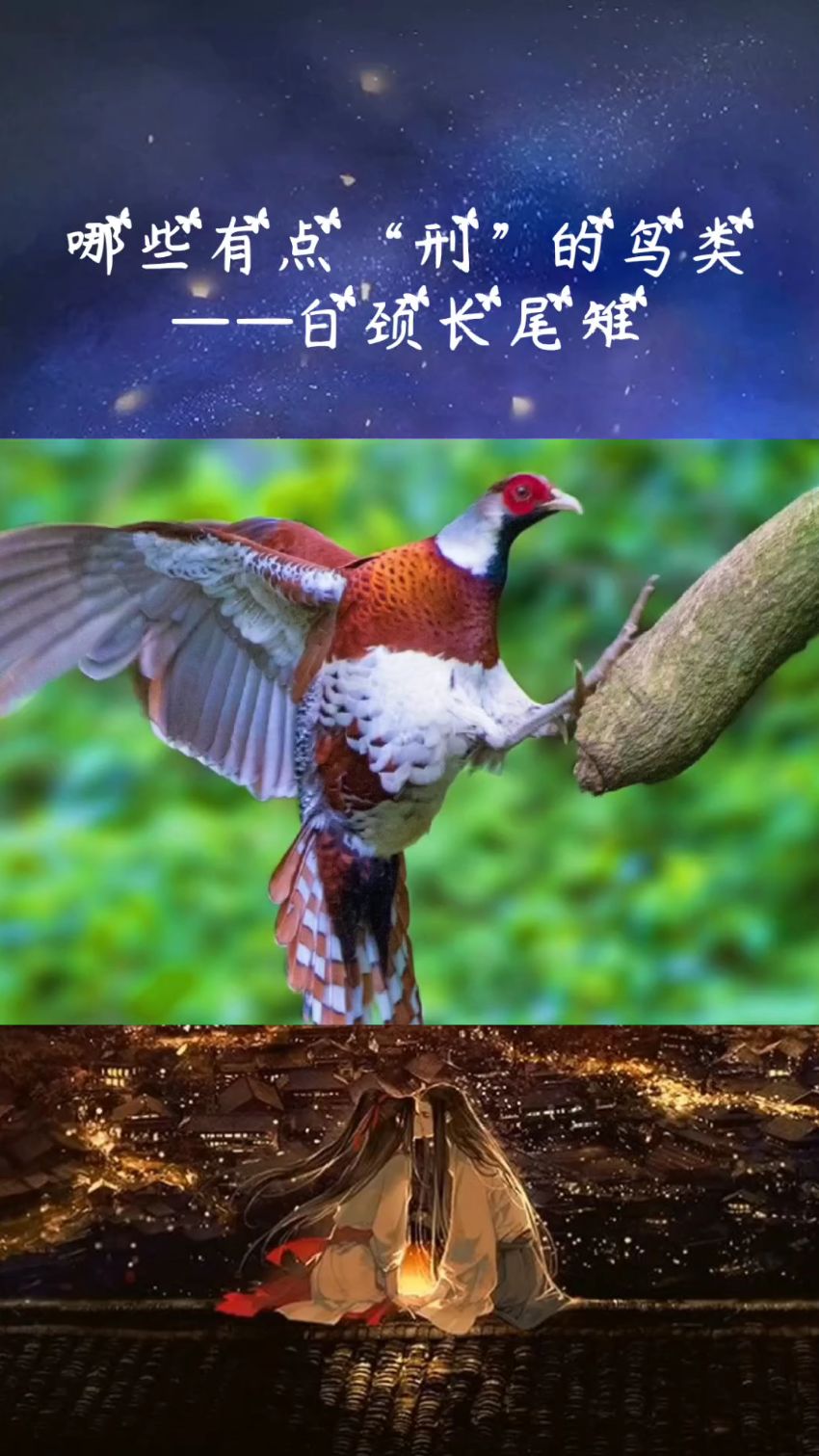 哪些有点“刑”的鸟类——白颈长尾雉